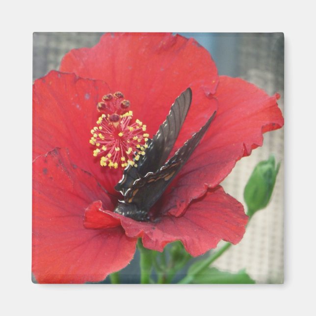 Viereckmagnet mit Butterfly auf roter Blume Magnet (Vorne)
