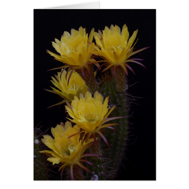 Vierfache der Kakteen-Blume (Vorne)