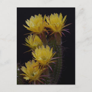 Vierfache der Kakteen-Blume Postkarte