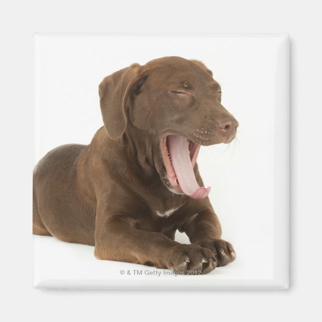 Viermonatiger Schokolade-Labrador Welpengähne Magnet (Vorne)