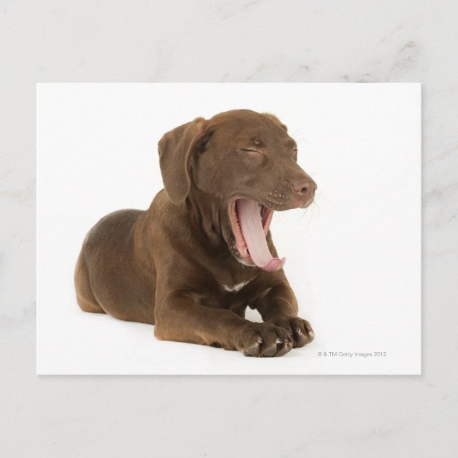 Viermonatiger Schokolade-Labrador Welpengähne Postkarte (Vorderseite)
