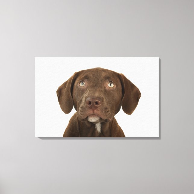 Viermonatiges Puppy-Labrador-Portrait Leinwanddruck (Vorderseite)