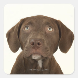 Viermonatiges Puppy-Labrador-Portrait Quadratischer Aufkleber