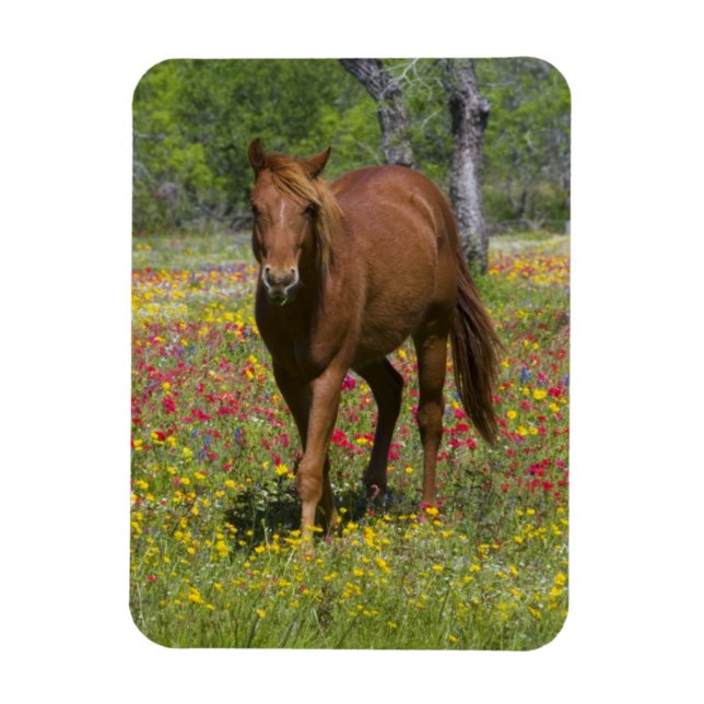 Vierteljahrpferd in Wildblumen Magnet (Vertikal)