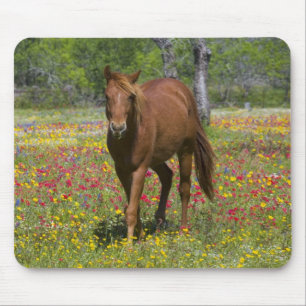 Vierteljahrpferd in Wildblumen Mousepad