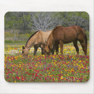 Viertelpferd im Feld der Wildblumen bei Cuero Mousepad