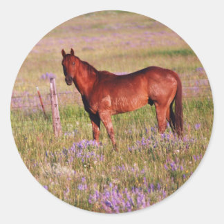 Viertelpferd Runder Aufkleber