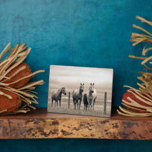 Viertelpferde auf der kanadischen Prärie Fotoplatte