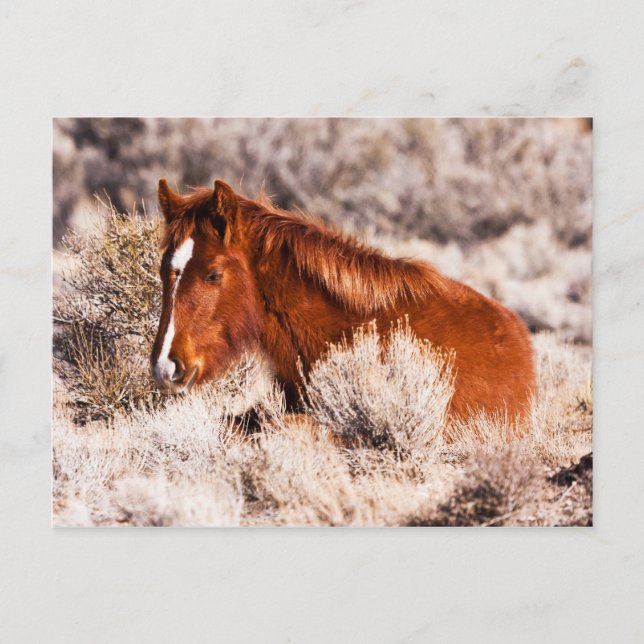 Vierty Winks Postkarte (Vorderseite)