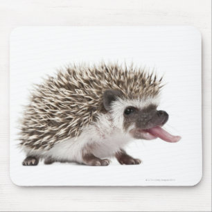 Vierziger-Igel - Atelerix albiventris Mousepad