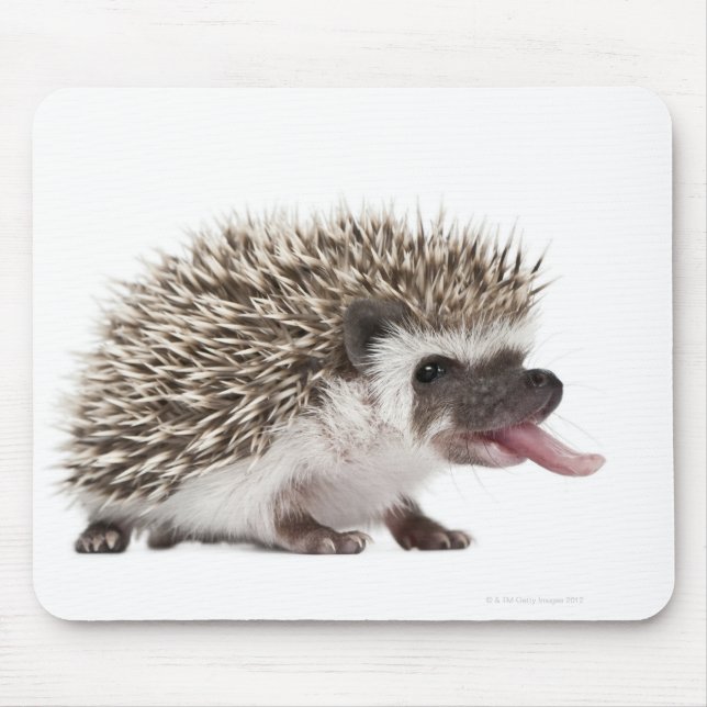 Vierziger-Igel - Atelerix albiventris Mousepad (Vorne)