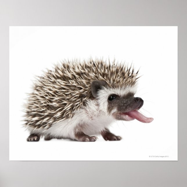 Vierziger-Igel - Atelerix albiventris Poster (Vorne)