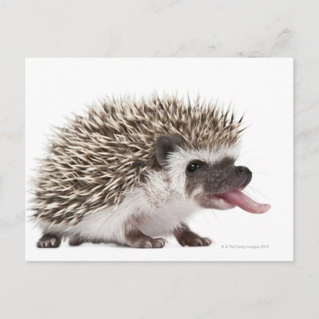 Vierziger-Igel - Atelerix albiventris Postkarte (Vorderseite)