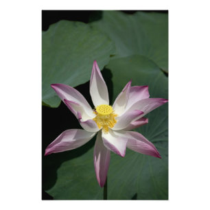 Vietnam, in der Nähe von Saigon) Mein Tho. Vinh T Fotodruck