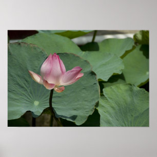 Vietnam, in der Nähe von Saigon) Mein Tho. Vinh T Poster