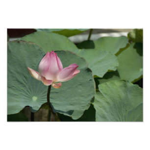 Vietnam, in der Nähe von Saigon) Mein Tho. Vinh Tr Fotodruck