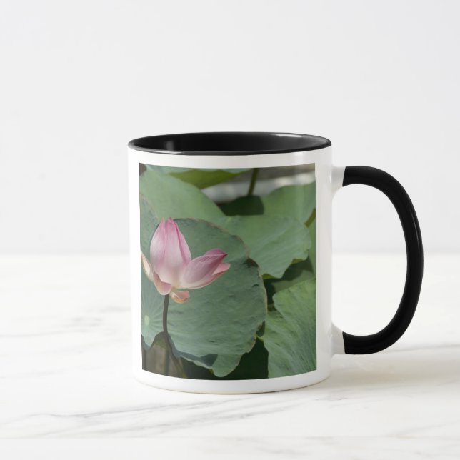 Vietnam, in der Nähe von Saigon) Mein Tho. Vinh Tr Tasse (Rechts)