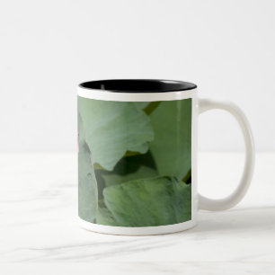 Vietnam, in der Nähe von Saigon) Mein Tho. Vinh Tr Zweifarbige Tasse