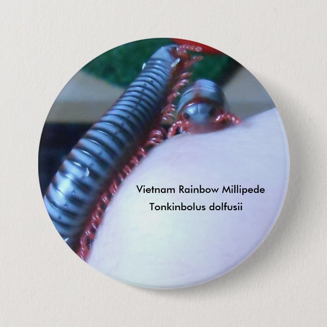 Vietnam-Regenbogen-Tausendfüßer (Tonkinbolus Button (Vorderseite)