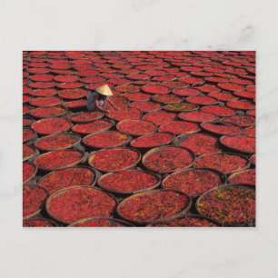 Vietnam. Trocknen von Süßigkeiten in Körben unter  Postkarte