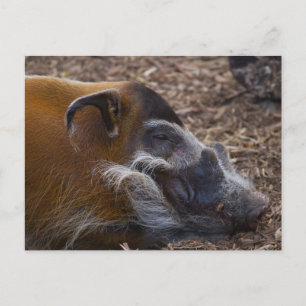 Vietnamesischer Hog Postkarte