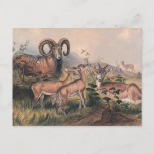 Vignes Wildschaf von Joseph Wolf Postkarte