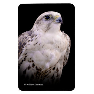 Vignetted Portrait eines inquisitiven Saker Falken Magnet