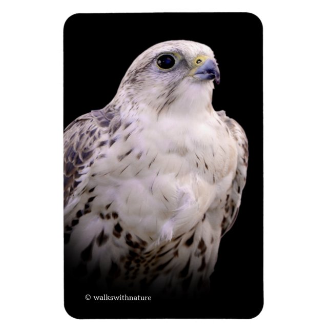 Vignetted Portrait eines inquisitiven Saker Falken Magnet (Vertikal)