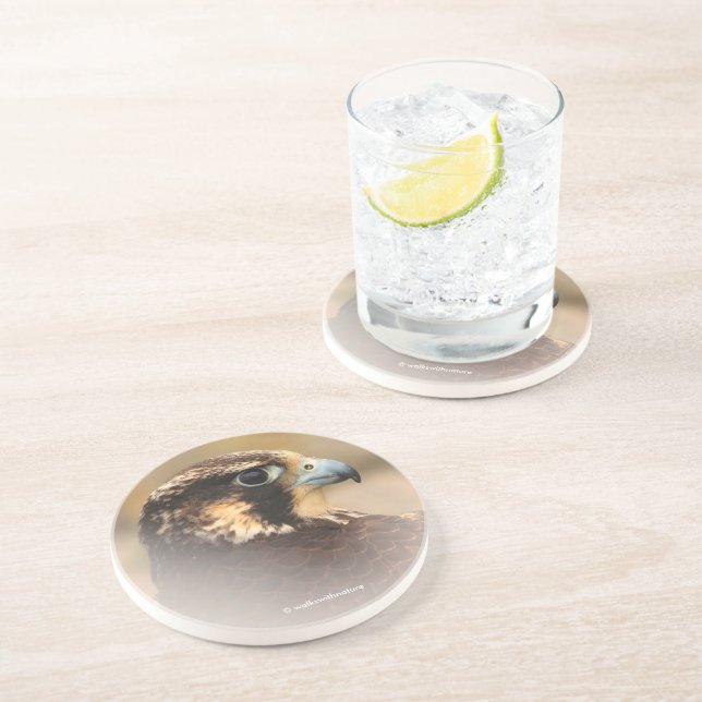 Vignettiertes Profil eines Peregrine Falken Getränkeuntersetzer (Seite)