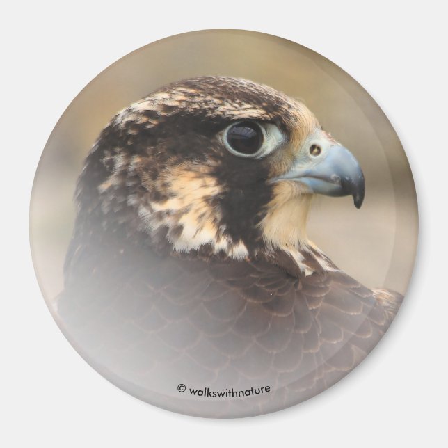 Vignettiertes Profil eines Peregrine Falken Magnet (Vorne)