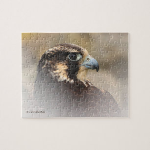 Vignettiertes Profil eines Peregrine Falken Puzzle
