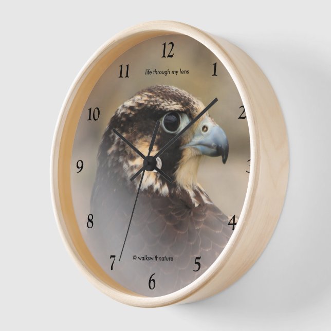 Vignettiertes Profil eines Peregrine Falken Wanduhr (Winkel)