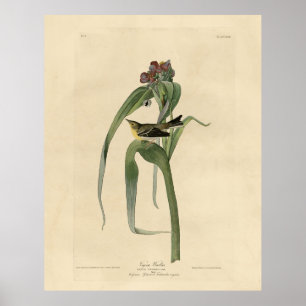 Vigors Vireo (Pine Warbler) Audubon Birds America Poster