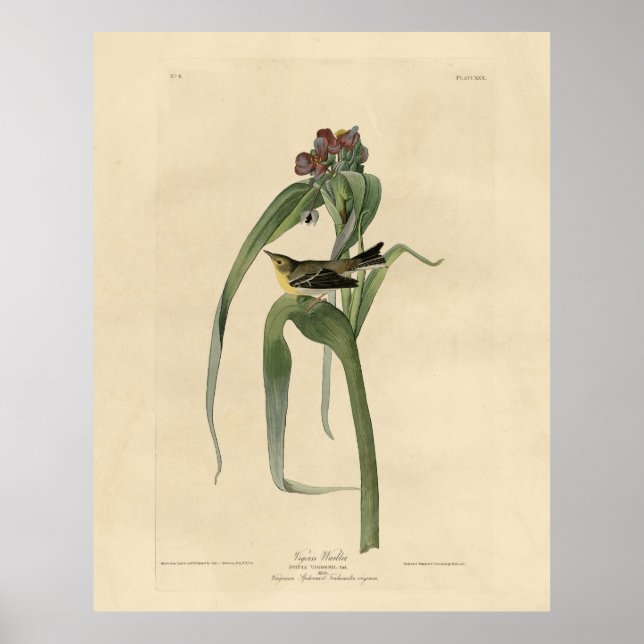 Vigors Vireo (Pine Warbler) Audubon Birds America Poster (Vorne)