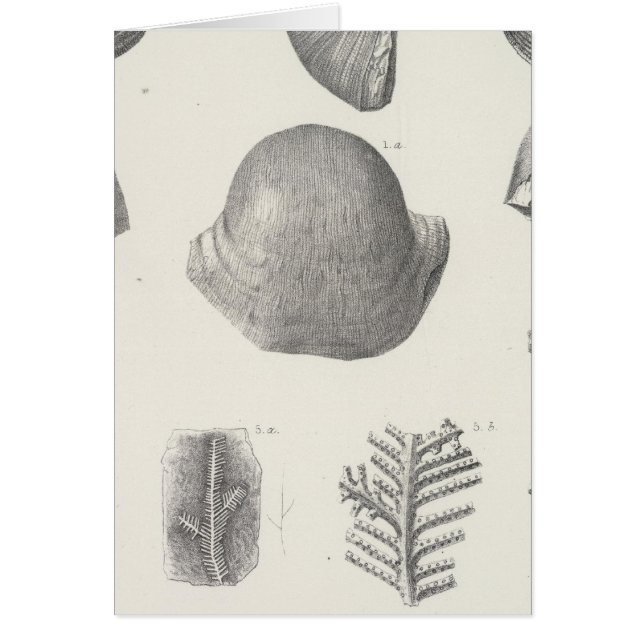 VII Carboniferon (Vorne)