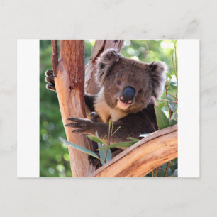 Viktorianisch Koala Postkarte