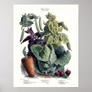 Viktorianische Ära 1891 Obst- und Gemüsewerbung Pa Poster