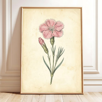 Viktorianische botanische Dianthus-Wandkunst Poster