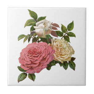 Viktorianische cremefarbene und rosa Rosen Fliese