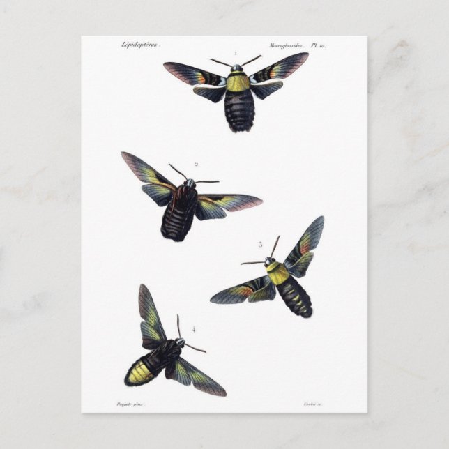 Viktorianische Motive Postkarte (Vorderseite)