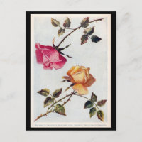 Viktorianische Rosa und Gelbe Rosen Postkarte