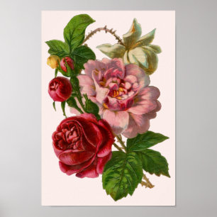 Viktorianische Rose Poster