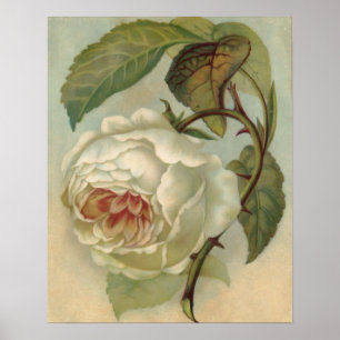 Viktorianische Rosen-Postkarten-Illustration Poster