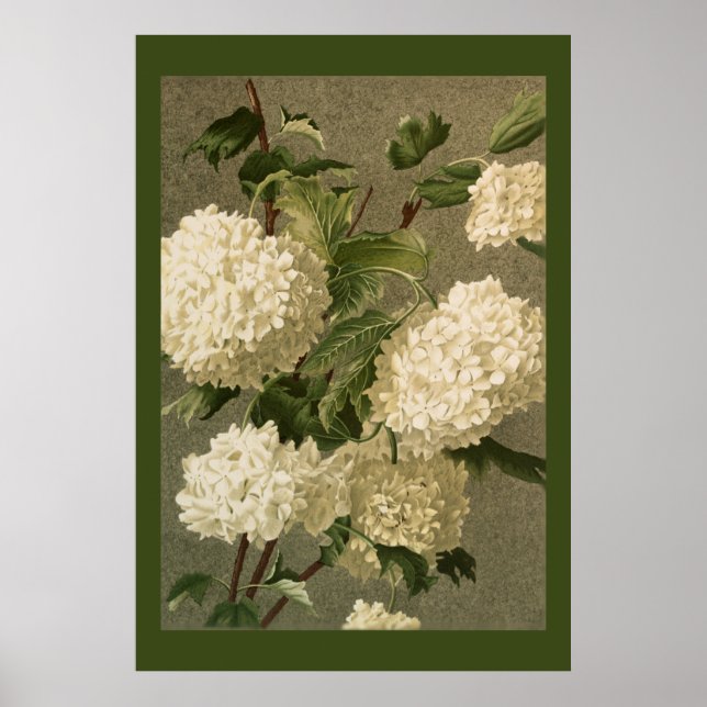 Viktorianische White Hydrangea-Blume Poster (Vorne)