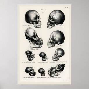 Viktorianischer anatomischer Schädel-Kunstprint Me Poster