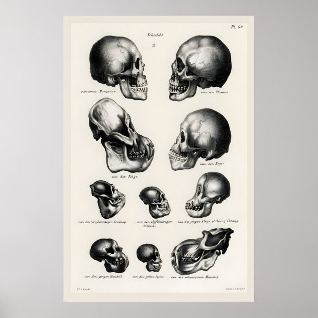 Viktorianischer anatomischer Schädel-Kunstprint Me Poster (Vorne)