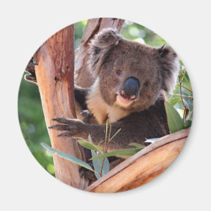 Viktorianischer Koala Magnet