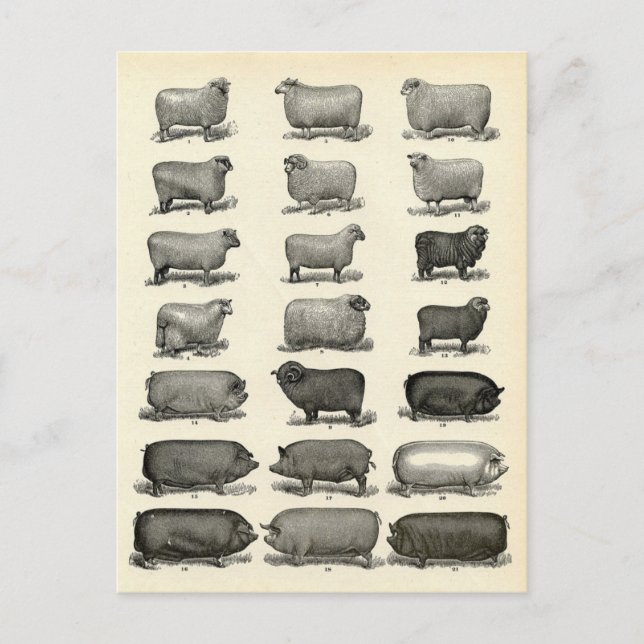 Viktorianisches Ätzen von Schweinen und Schafen Postkarte (Vorderseite)