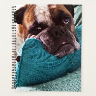 Viktorianisches Bulldog-Foto 8x11-Notebook Planer