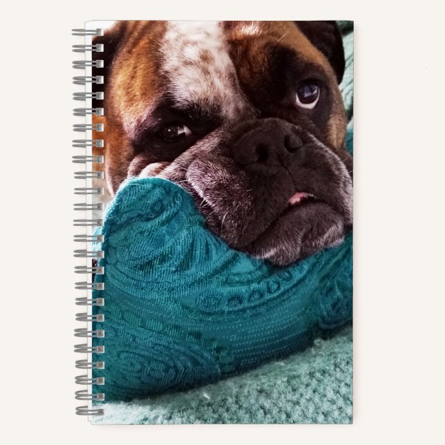 Viktorianisches Bulldog Foto 8x5 Notebook Notizbuch (Vorderseite)